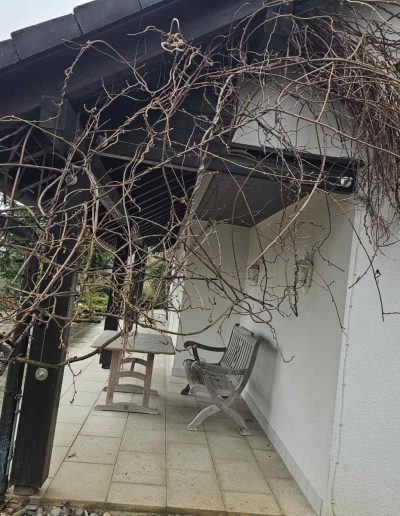 Kletterpflanzen vor dem Rückschnitt